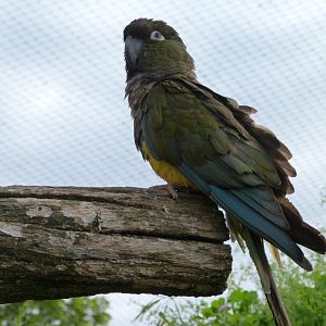Chilean burrowing parrot -Bioparc de Doué la Fontaine (2025)