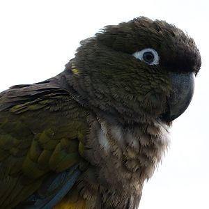 Chilean burrowing parrot -Bioparc de Doué la Fontaine (2025)