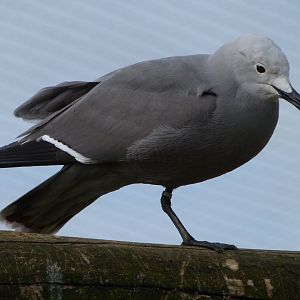 Grey gull -Bioparc de Doué la Fontaine (2025)