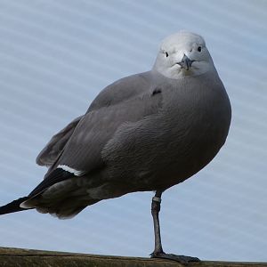 Grey gull -Bioparc de Doué la Fontaine (2025)