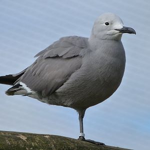 Grey gull -Bioparc de Doué la Fontaine (2025)