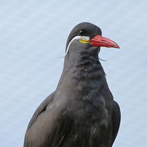 Inca tern -Bioparc de Doué la Fontaine (2025)