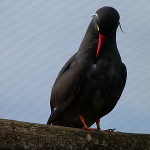 Inca tern -Bioparc de Doué la Fontaine (2025)