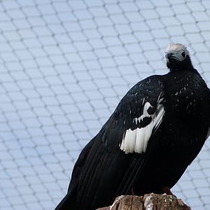 Blue-throated piping guan -Bioparc de Doué la Fontaine (2025)