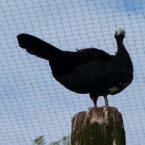 Blue-throated piping guan -Bioparc de Doué la Fontaine (2025)