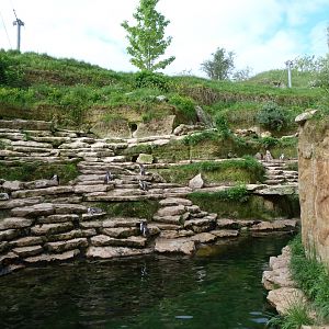 Humboldt penguin exhibit within South American aviary -Bioparc de Doué la Fontaine (2025)