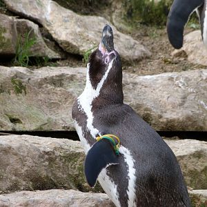 Humboldt penguin -Bioparc de Doué la Fontaine (2025)