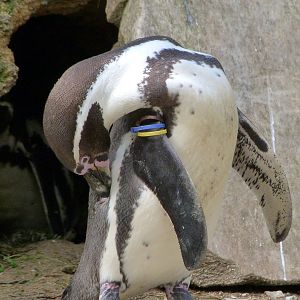 Humboldt penguin -Bioparc de Doué la Fontaine (2025)