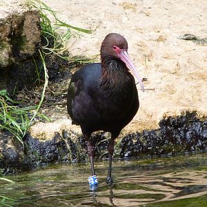 Puna ibis -Bioparc de Doué la Fontaine (2025)