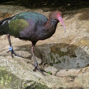 Puna ibis -Bioparc de Doué la Fontaine (2025)