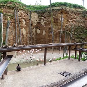 Parrot and macaw feeders -Bioparc de Doué la Fontaine (2025)