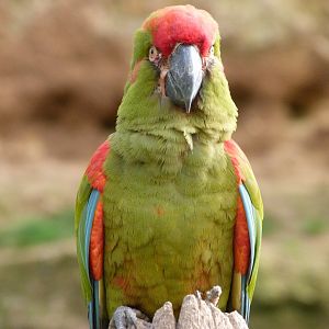Red-fronted macaw -Bioparc de Doué la Fontaine (2025)