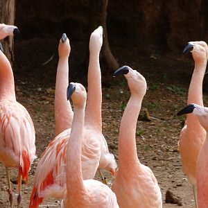 Chilean flamingoes -Bioparc de Doué la Fontaine (2025)