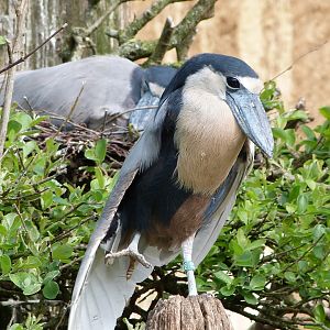Southern boat-billed heron -Bioparc de Doué la Fontaine (2025)
