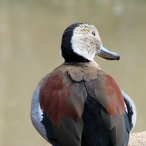 Ringed teal -Bioparc de Doué la Fontaine (2025)