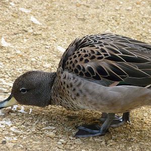 Speckled teal -Bioparc de Doué la Fontaine (2025)