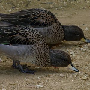 Speckled teals -Bioparc de Doué la Fontaine (2025)