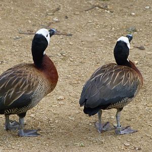 White-faced whistling ducks -Bioparc de Doué la Fontaine (2025)