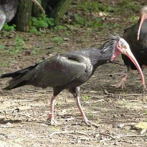 Waldrapp -Bioparc de Doué la Fontaine (2025)
