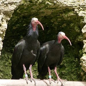 Waldrapps -Bioparc de Doué la Fontaine (2025)