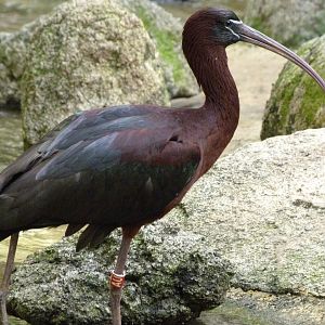 Glossy ibis -Bioparc de Doué la Fontaine (2025)