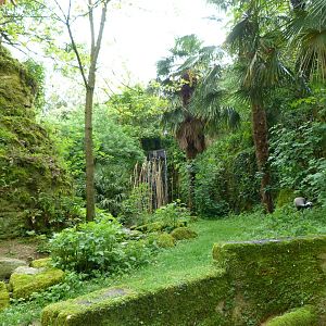 European aviary view -Bioparc de Doué la Fontaine (2025)