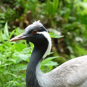 Demoiselle crane -Bioparc de Doué la Fontaine (2025)