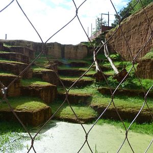 Tajik markhor exhibit lower view -Bioparc de Doué la Fontaine (2025)