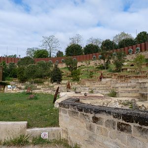 Western eurasian griffon vulture and Cienerous vulture exhibit -Bioparc de Doué la Fontaine (2025)