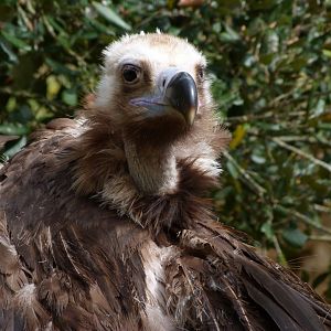 Cienerous vulture -Bioparc de Doué la Fontaine (2025)