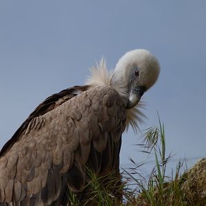 Western eurasian griffon vulture -Bioparc de Doué la Fontaine (2025)