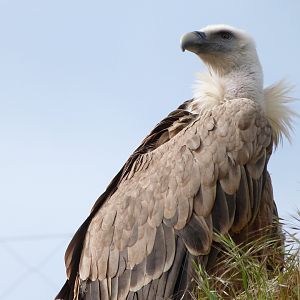 Western eurasian griffon vulture -Bioparc de Doué la Fontaine (2025)