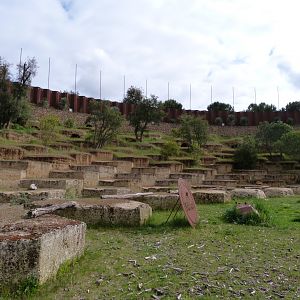 Western eurasian griffon vulture and Cienerous vulture exhibit -Bioparc de Doué la Fontaine (2025)