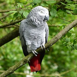 African grey parrot -Bioparc de Doué la Fontaine (2025)
