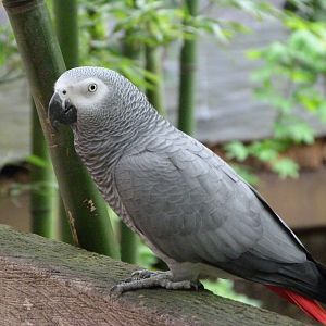African grey parrot -Bioparc de Doué la Fontaine (2025)