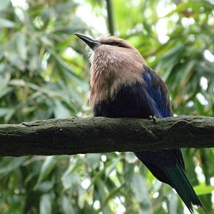 Blue-bellied roller -Bioparc de Doué la Fontaine (2025)