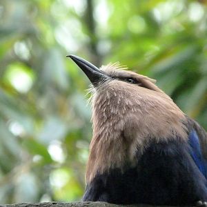 Blue-bellied roller -Bioparc de Doué la Fontaine (2025)