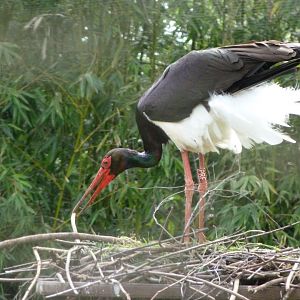 Black stork -Bioparc de Doué la Fontaine (2025)