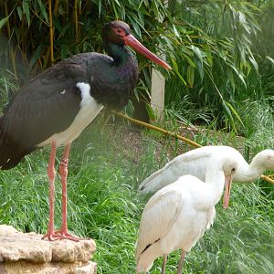 Black stork and Eurasian spoonbills -Bioparc de Doué la Fontaine (2025)