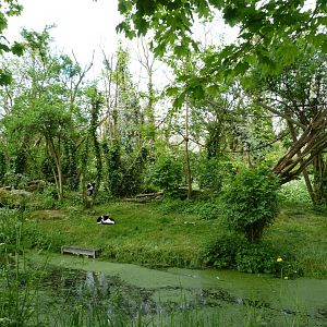 White-belted ruffed lemur exhibit -Bioparc de Doué la Fontaine (2025)