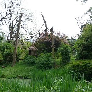 Red-cheeked gibbon exhibit -Bioparc de Doué la Fontaine (2025)