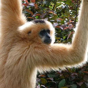 Red-cheeked gibbon -Bioparc de Doué la Fontaine (2025)