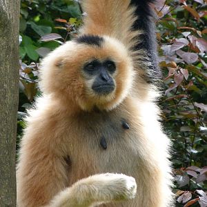 Red-cheeked gibbon -Bioparc de Doué la Fontaine (2025)
