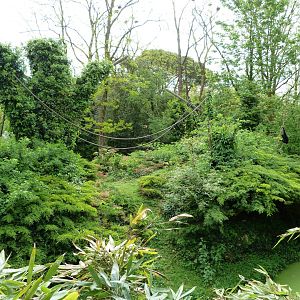 Siamang exhibit -Bioparc de Doué la Fontaine (2025)