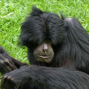Siamang -Bioparc de Doué la Fontaine (2025)