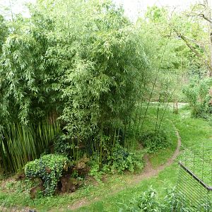 Sumatran tiger exhibit -Bioparc de Doué la Fontaine (2025)