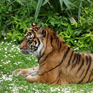 Sumatran tiger -Bioparc de Doué la Fontaine (2025)