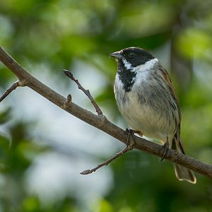 Reed Bunting (wild) UK
