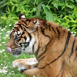Sumatran tiger -Bioparc de Doué la Fontaine (2025)