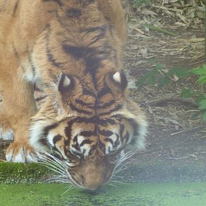 Sumatran tiger -Bioparc de Doué la Fontaine (2025)